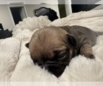 Puppy Puppy 5 French Bulldog