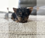 Small Photo #1 Yorkshire Terrier Puppy For Sale in ELMHURST, IL, USA