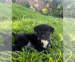 Small Photo #1 Labrador Retriever-Unknown Mix Puppy For Sale in Escondido, CA, USA