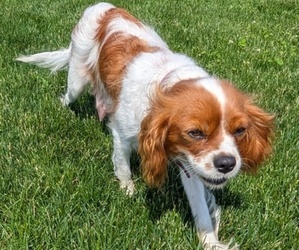 Mother of the Cavalier King Charles Spaniel puppies born on 05/06/2025
