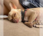 Small #2 Chihuahua Mix