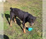 Small Photo #5 Rottweiler Puppy For Sale in Hillsboro, NH, USA