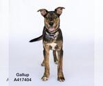 Small #1 Plott Hound Mix