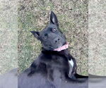 Small #13 Labrador Retriever Mix