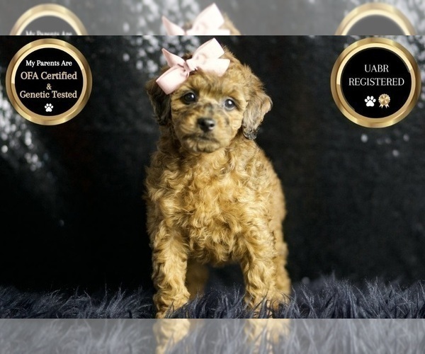 Medium Photo #1 Poodle (Toy) Puppy For Sale in WARSAW, IN, USA