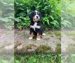 Puppy Mr Orange Bernese Mountain Dog