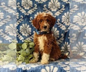 Goldendoodle (Miniature) Puppy for sale in GLEN ROCK, PA, USA