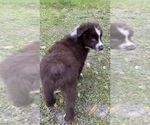 Small Photo #5 Australian Shepherd Puppy For Sale in SAINT JOHNS, FL, USA