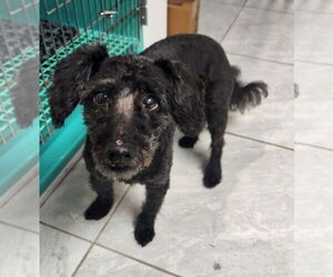 Mutt Dogs for adoption in Walnutport, PA, USA