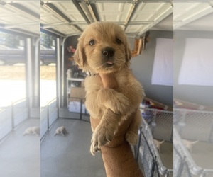 Golden Retriever Puppy for sale in VICTORVILLE, CA, USA