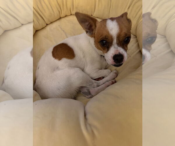 Medium Photo #2 Chion Puppy For Sale in Omaha, NE, USA