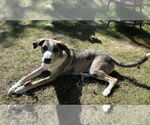 Small #1 Catahoula Leopard Dog Mix