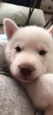 Siberian Husky Puppy for sale in HOUSTON, TX, USA
