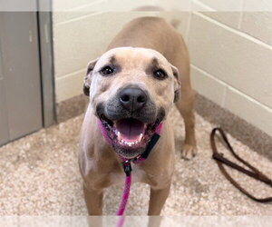 Mutt Dogs for adoption in Pueblo, CO, USA