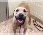 OZZIE - Male Mutt Dog for Adoption - Small photo
