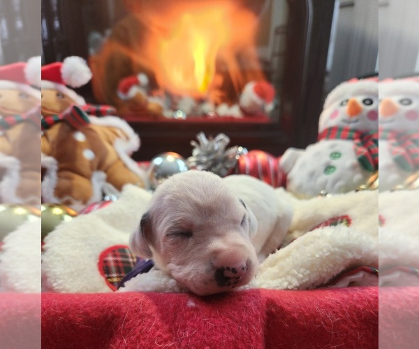 Medium Photo #11 Dalmatian Puppy For Sale in VASSALBORO, ME, USA