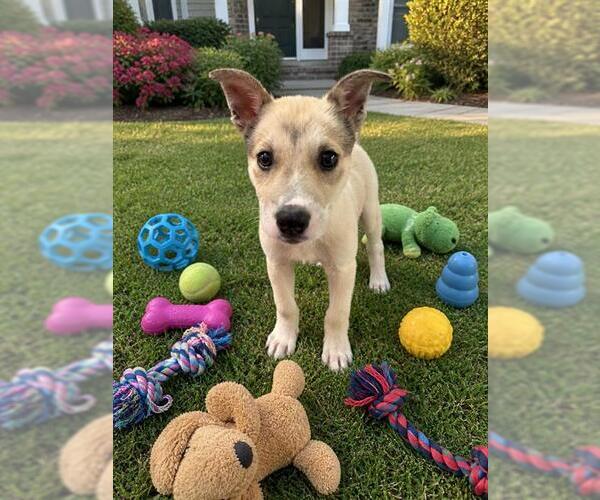 Medium Photo #4  Puppy For Sale in , 