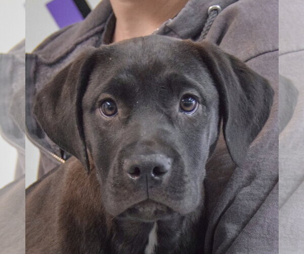 Medium Photo #2 American Staffordshire Terrier-Unknown Mix Puppy For Sale in Huntley, IL, USA