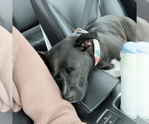 Persephone - Female Mutt Dog for Adoption - Photo #8