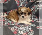 Small Photo #3 Zuchon Puppy For Sale in CLARE, IL, USA