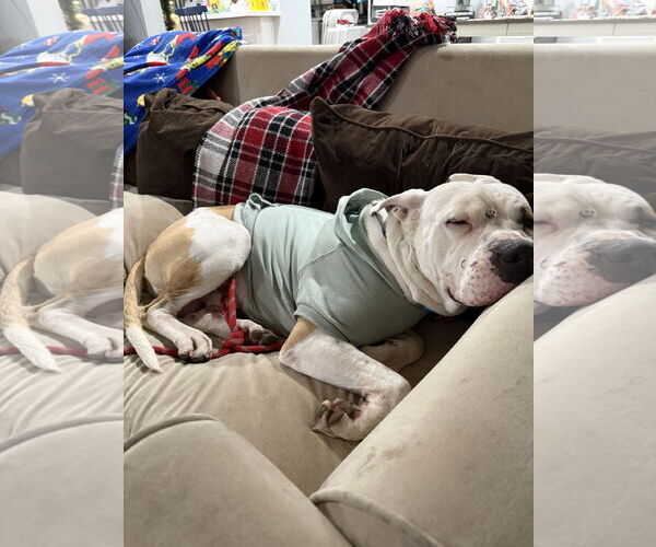 Medium Photo #3 Mutt Puppy For Sale in La Verne, CA, USA