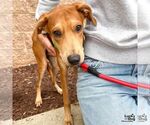 Small #5 Labrador Retriever Mix