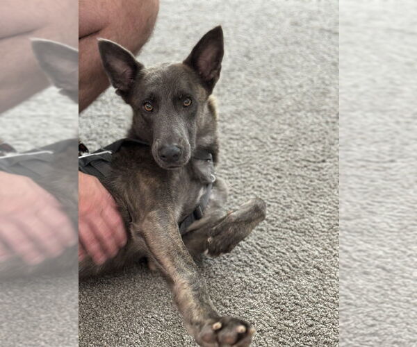 Medium Photo #2 - Mix Puppy For Sale in Imlay City, MI, USA