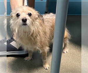 Mutt Dogs for adoption in Houston, TX, USA