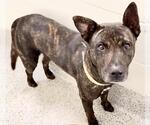 Small #1 Catahoula Leopard Dog