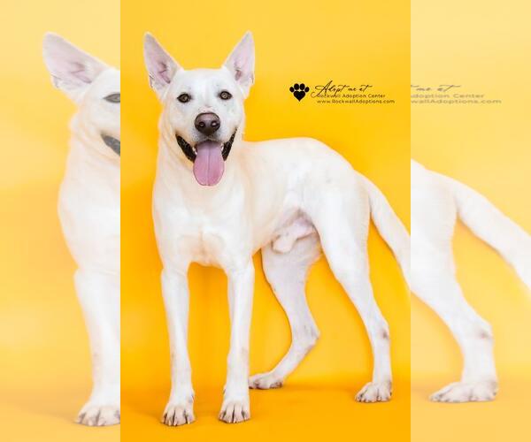 Medium Photo #6 Mutt Puppy For Sale in Rockwall, TX, USA