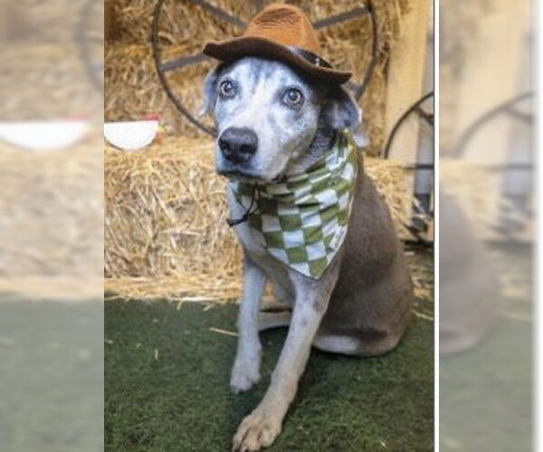 Medium Photo #1 Labrador Retriever-Unknown Mix Puppy For Sale in Houston, TX, USA
