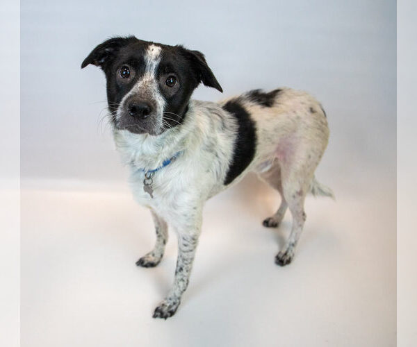 Medium Photo #5 Borador Puppy For Sale in Kennesaw, GA, USA