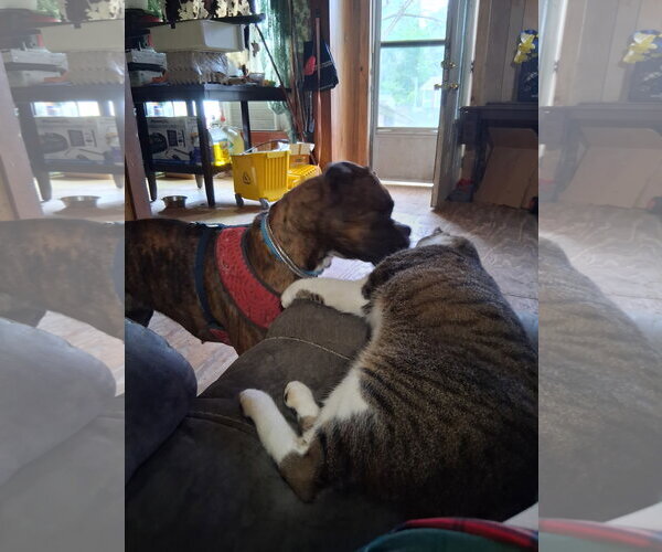 Medium Photo #2 Boxer Puppy For Sale in  Katy, TX, USA
