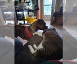 Small #1 Boxer
