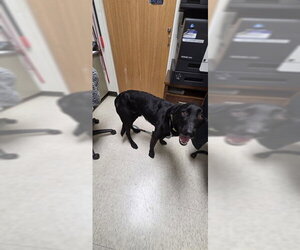 Labrador Retriever-Unknown Mix Dogs for adoption in Plano, TX, USA