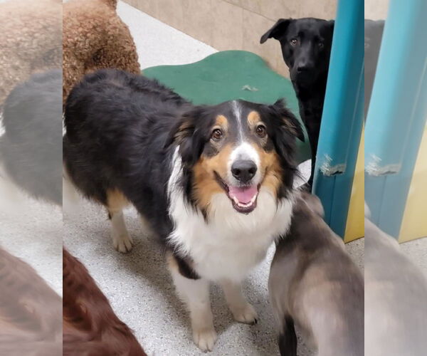 Medium Photo #2 Border Collie Puppy For Sale in Highland, IL, USA