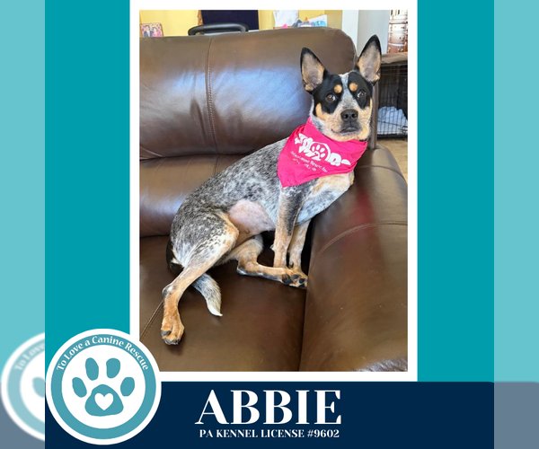 Medium Photo #1 Mutt Puppy For Sale in Kimberton, PA, USA