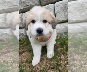 Great Pyrenees Dogs for adoption in Croydon, NH, USA