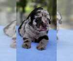 Small Photo #2 Labradoodle Puppy For Sale in NAPLES, FL, USA