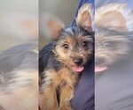 Puppy Eclair Yorkshire Terrier