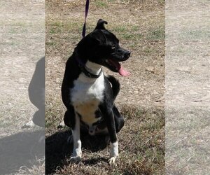 Mack - Male Basenji-Boxer Mix Dog for Adoption - Photo #3