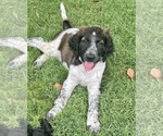 Puppy Puppy 4 Springerdoodle