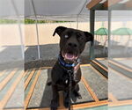 Small #1 Labrador Retriever Mix