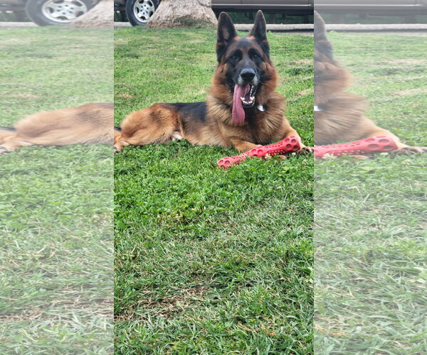 Medium Photo #2 German Shepherd Dog Puppy For Sale in Modesto, CA, USA