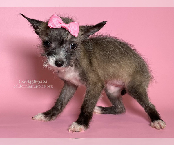 Medium Photo #5 Chihuahua Puppy For Sale in BREA, CA, USA