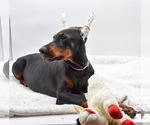 Small #1 Doberman Pinscher