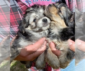 Morkie Puppy for Sale in HINCKLEY, Minnesota USA