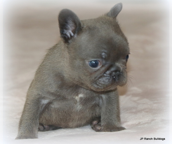 Medium Photo #1 French Bulldog Puppy For Sale in WINNSBORO, TX, USA
