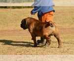 Small Photo #53 Boerboel Puppy For Sale in LAS CRUCES, NM, USA