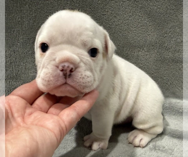 Medium Photo #26 English Bulldog Puppy For Sale in EVEREST, KS, USA
